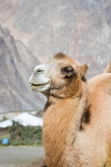 Fototapeta premium Camels in the Nubra Valley