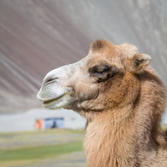 Obraz premium Camels in the Nubra Valley