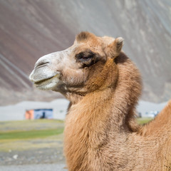 Camels in the Nubra Valley
