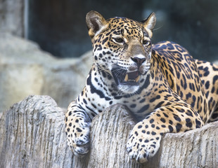 close up of a large Jaguar cat