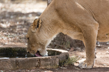 Lioness drinking water