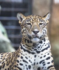 close up of a large Jaguar cat