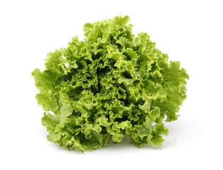 Fresh Lettuce