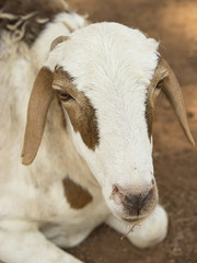 Portrait of an African female sheep, photo