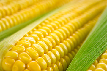 Corn macro