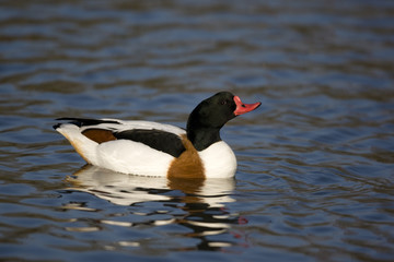 Shelduck, Tadorna tadorna