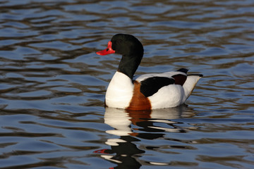 Shelduck, Tadorna tadorna