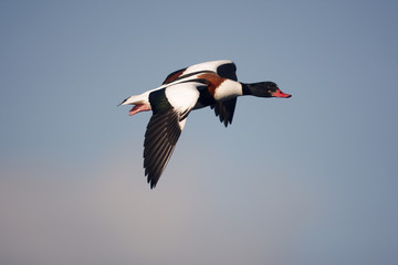 Shelduck, Tadorna tadorna