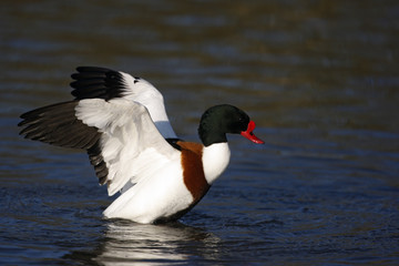 Shelduck, Tadorna tadorna