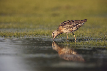 Short-billed dowitcher, Limnodromus griseus