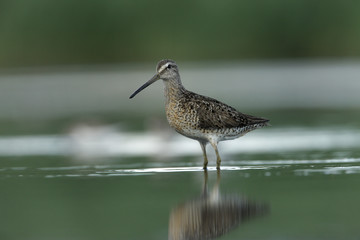 Short-billed dowitcher, Limnodromus griseus