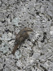 Short-toed treecreeper, Certhia brachydactyla, 