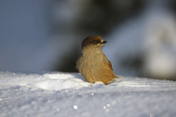 Siberian jay, Perisoreus infaustus