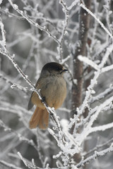 Siberian jay, Perisoreus infaustus