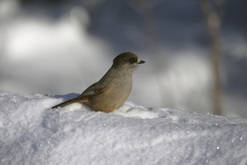 Siberian jay, Perisoreus infaustus