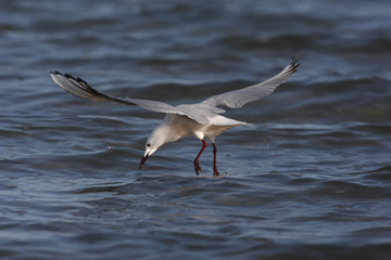 Slender-billed gull, Larus genei