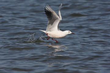 Fototapeta na wymiar Slender-billed gull, Larus genei