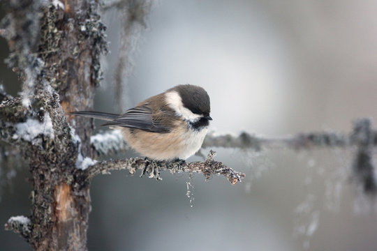 Siberian tit, Parus cinctus