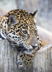 close up of a large Jaguar cat