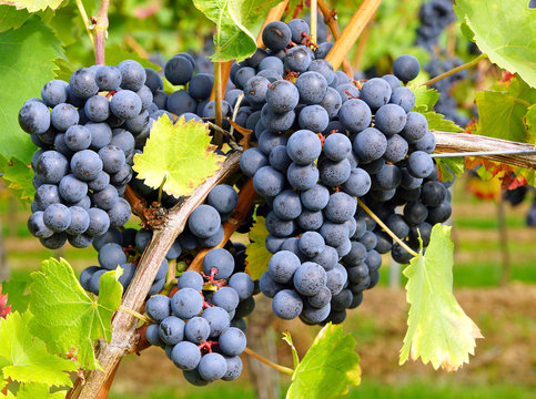 Rotwein Weintrauben im Weinberg