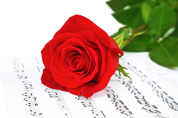 Fototapeta premium Rose and music sheets, isolated on white
