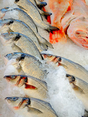 Auf em Fischmarkt