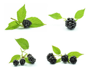 berries on a white background