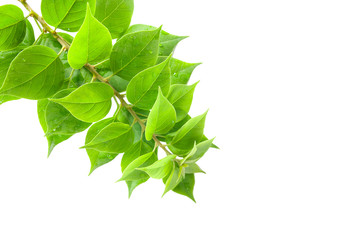 Surface of the leaves