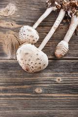 Parasol mushroom