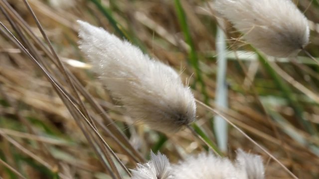 Lagure ovale dans le vent