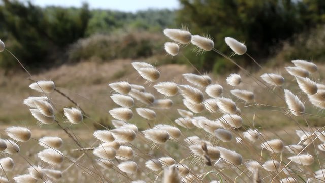 Lagures ovales dans le vent
