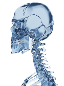 3d rendered illustration of a glass skeleton