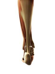 3d rendered illustration of the foot muscles