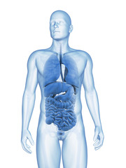 3d rendered illustration of the male organs