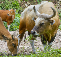 Banteng or Red Bull eating grass,