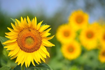 Fototapeta premium girasole primadonna