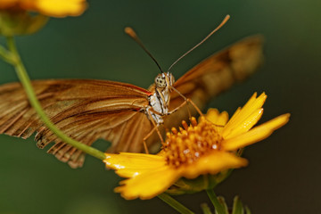 Orange butterfly