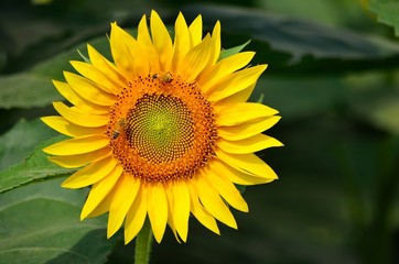 girasole su sfondo verde