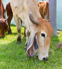 Naklejka na ściany i meble Cattle rearing white and brown bent grass growing