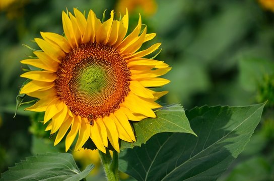girasole su sfondo verde 2