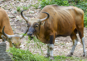 Banteng or Red Bull eating grass,
