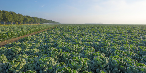 Vegetables growing in autumn at dawn