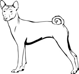 Basenji