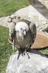 Vulture in zoo
