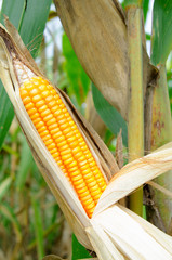 Feed Corn dry in the field