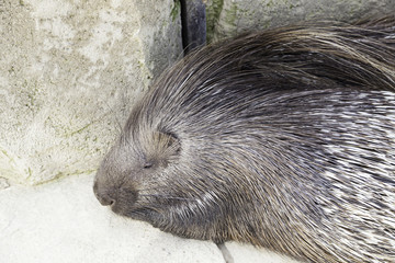 Porcupine wild in a zoo