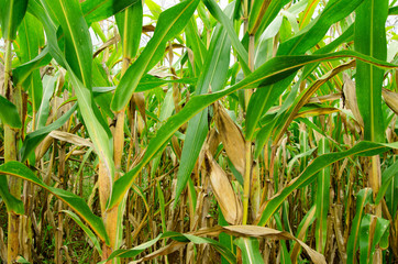 Feed corn in the field
