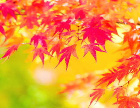 Yellow and red maple leave in autumn
