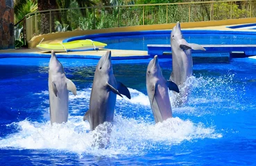 Crédence de cuisine en verre imprimé Dauphin Quatre dauphins pendant le spectacle des dauphins.