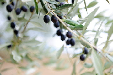 branche d& 39 olivier